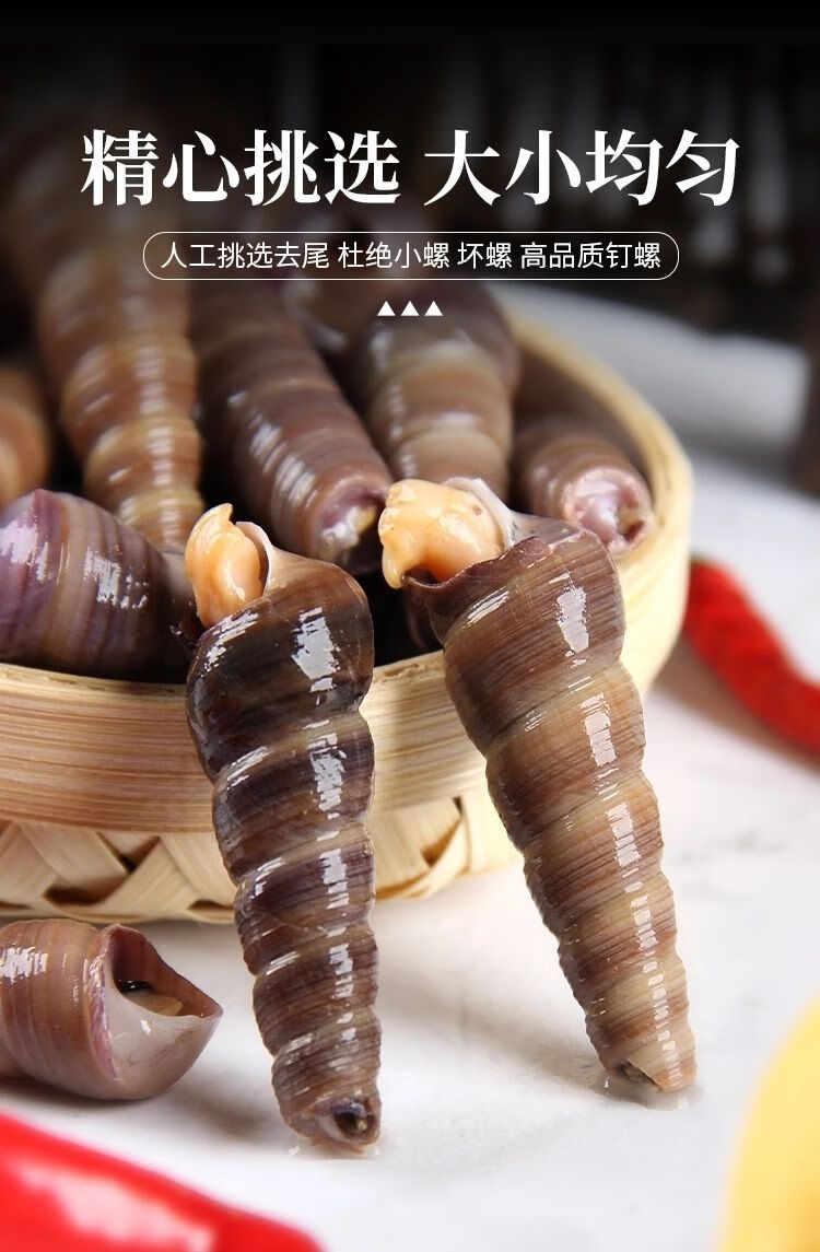 钉螺鲜活去尾免处理新鲜海螺丝钉螺海鲜水产海锥螺丁螺去尾钉螺五斤装