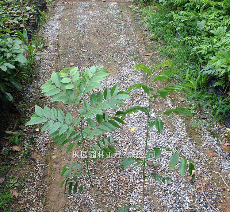 战长沙名贵苗木正宗海南树苖苗降香黄檀红木地栽盆栽 花梨苗90-100cm3