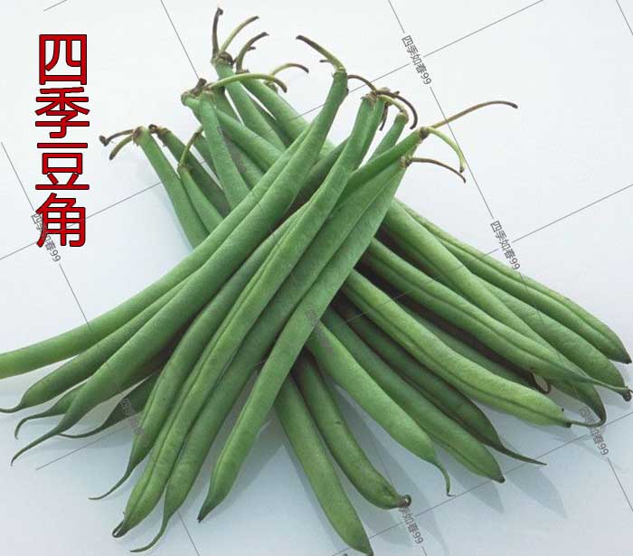 四季豆角种子农家早熟四季豆阳台田园无架豆角太空二号四季豆简装30g