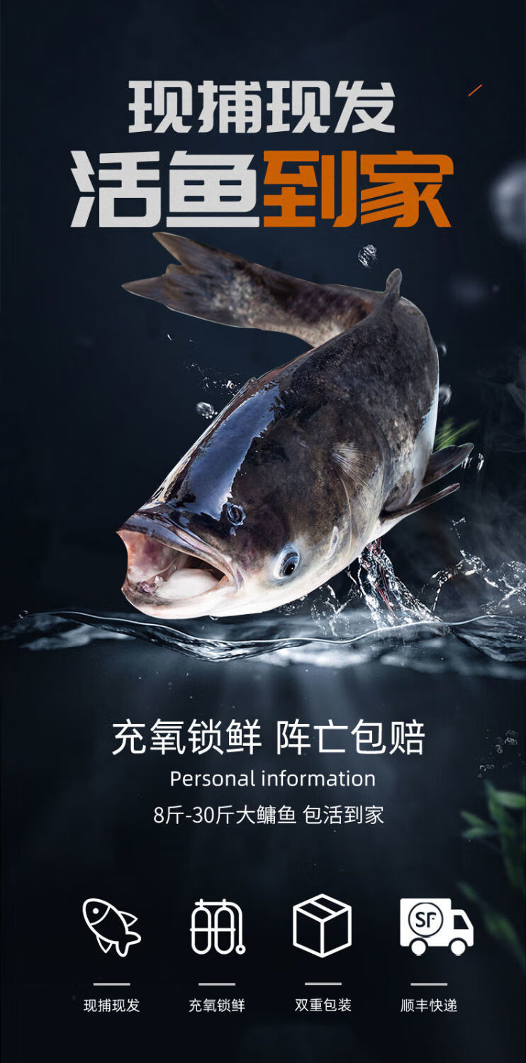 老扣千岛湖胖头鱼大头鱼活鱼大鱼鲢鱼千岛湖胖头鱼活鱼长水产鱼头江浙
