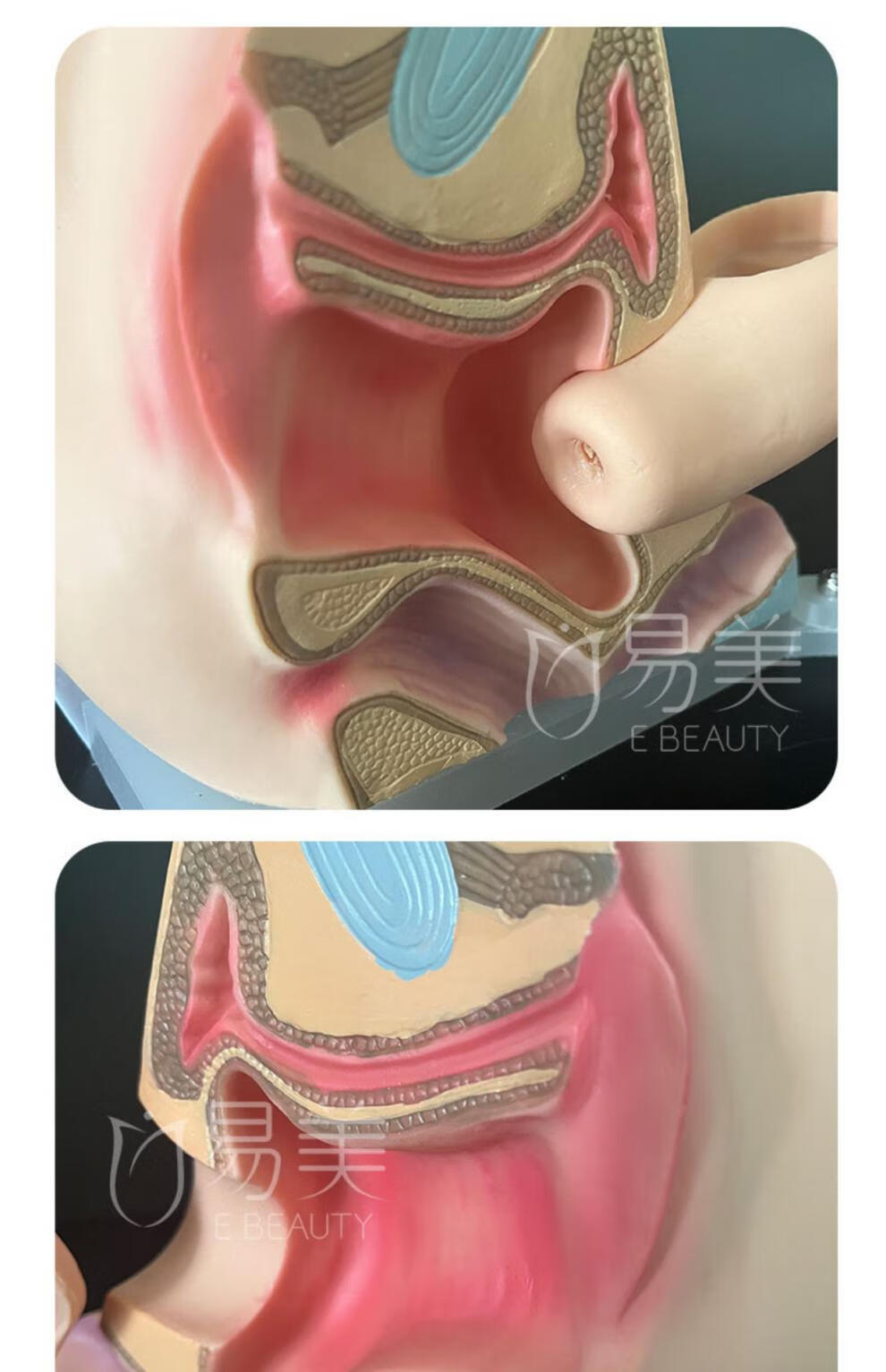 妇科教学模型成人生育软硅胶避孕检查子宫盆底肌闭合产后产康教具