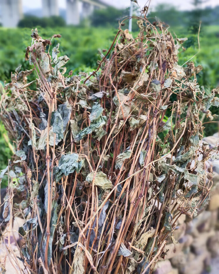 广西野生鱼腥草500g新货干货农家自晒中草药拆耳根鱼星草泡茶凉茶亳飨