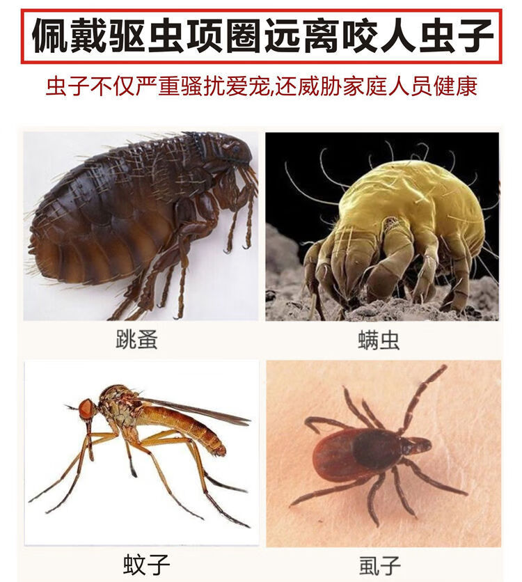 oloey宠物除蚤虱子驱虫项圈狗狗项圈用品猫铃铛项圈泰迪防跳蚤脖圈