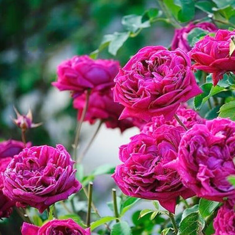 阳台攀援花卉威廉莎士比亚月季玫瑰花浓香四季开花盆栽月季廉莎士比亚