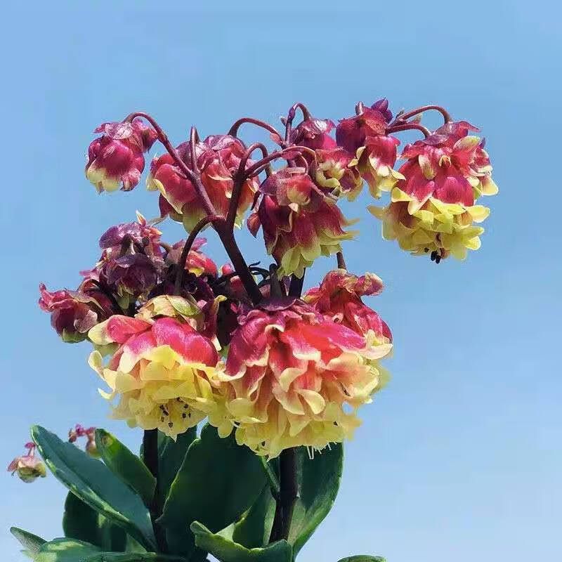 元井长寿花长寿花金狐狸盆栽重瓣新品客厅室内花卉凯特斯带盆栽好