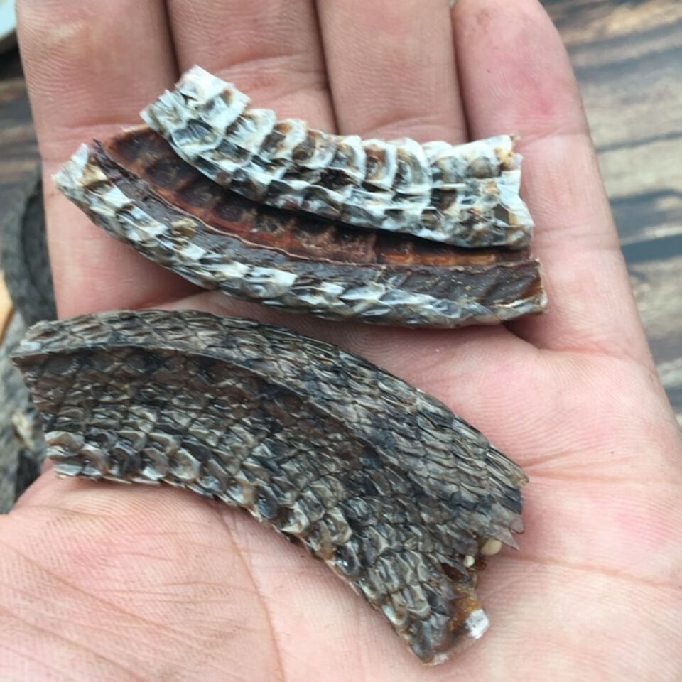 伟博中药材乌梢蛇蛇段500g乌鞘蛇段乌药蛇干货乌蛇段干蛇类泡酒中药材