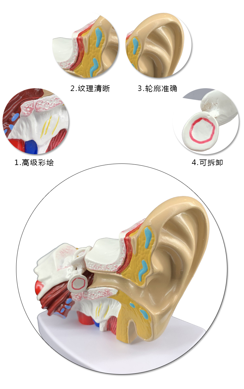 耳模型桌上型耳解剖模型外中内耳部听觉器官耳朵构造硅胶耳朵 5倍耳朵