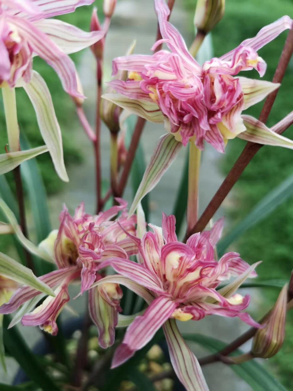 姜芮兰花 红凤奇花 粉斑艺进化艺寒兰艺草奇花牡丹浓香绿植 两苗连体