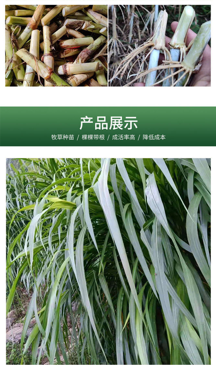 皇竹草种节草种子新型甜象草3号种节多年生四季巨菌草昂景 甜象草2000