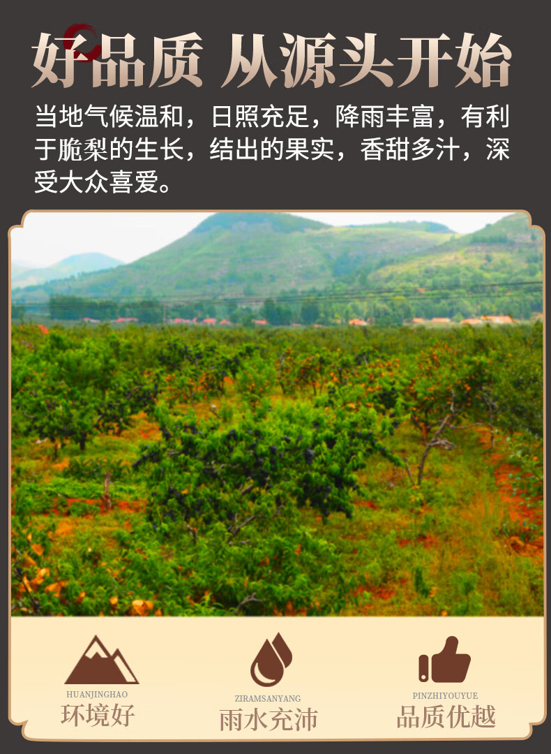 ()梨 莱阳秋月梨 冰糖梨 当应季时令新鲜水果 雪梨酥梨 产地直发 品质