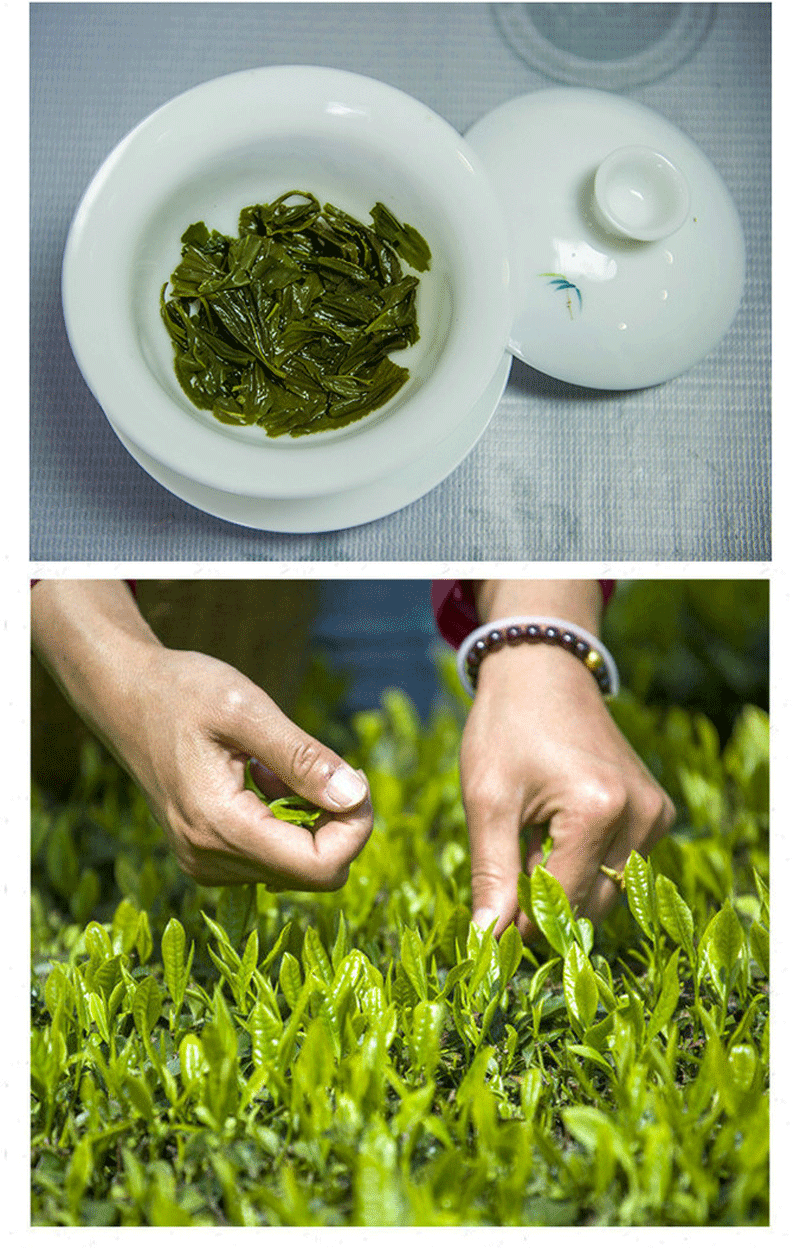 壶瓶山绿茶湖南常德石门·银峰高山云雾毛尖银毫400g 毫40 毫400g 毫