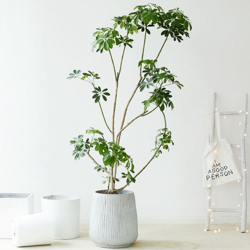 鸭脚木盆栽八方来财北欧大型室内外绿植净化空气一物一拍极简造型 桔