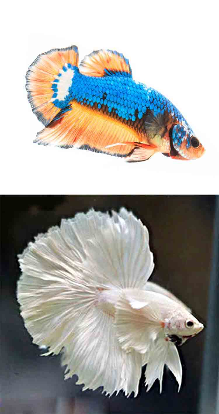 麦基乐泰国斗鱼活体小型宠物淡水热带观赏鱼圆尾马尾半月母狮王将军