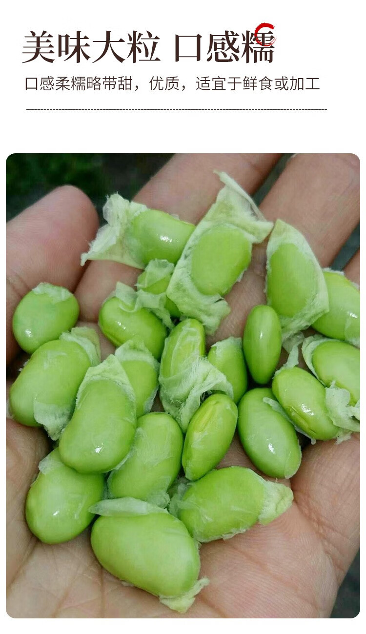 毛豆种子种籽孑黄豆大豆高产四季豆种早熟大粒菜种中熟老品种华幻理想