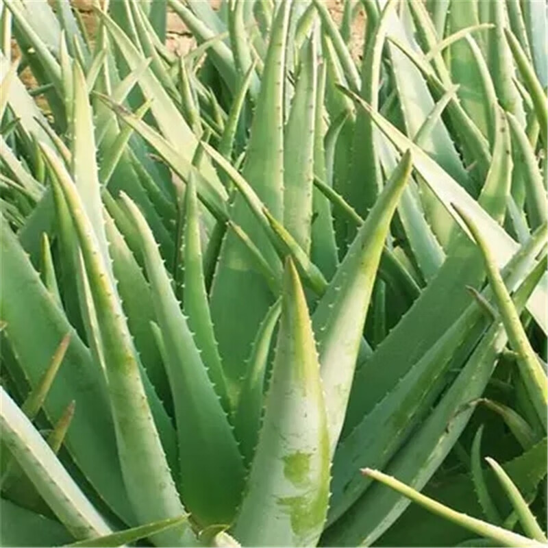 库拉索芦荟盆栽室内植物美容绿植苗叶片可食用补水保湿办公室花卉 1片