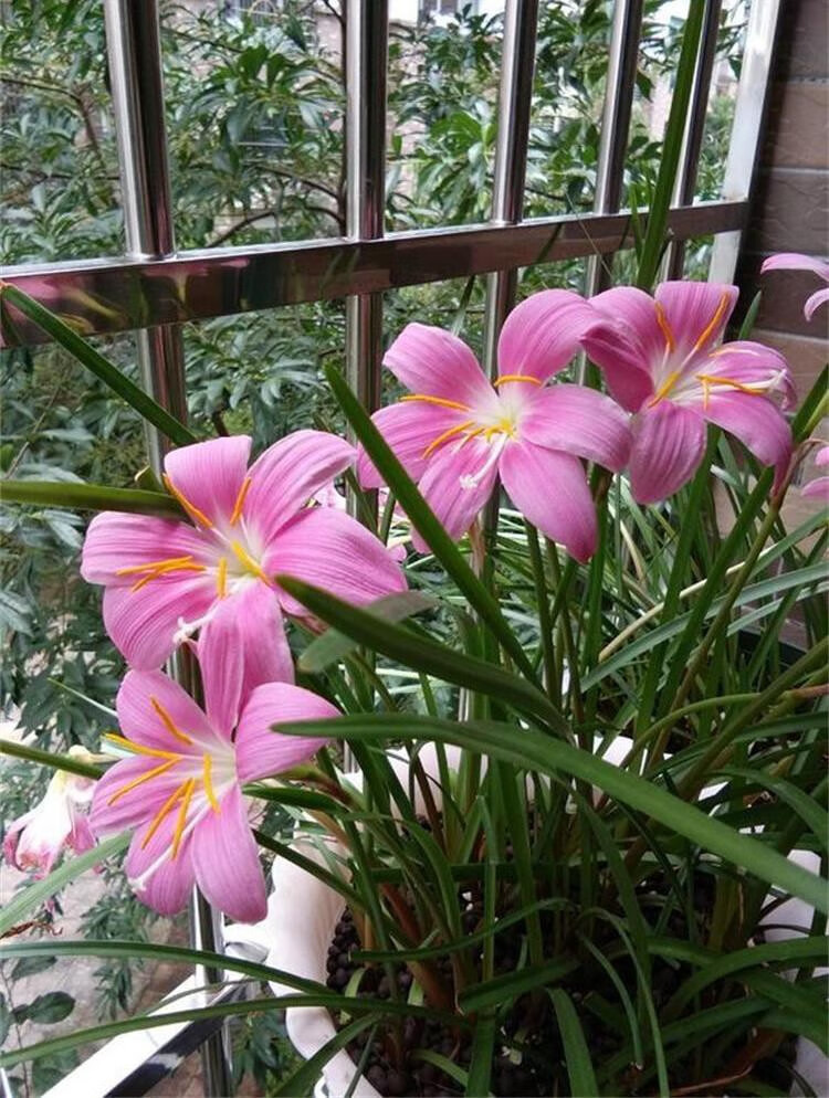 韭莲花韭兰四季风雨兰重瓣四季风雨兰韭兰花种球韭莲花室内f5 枞红