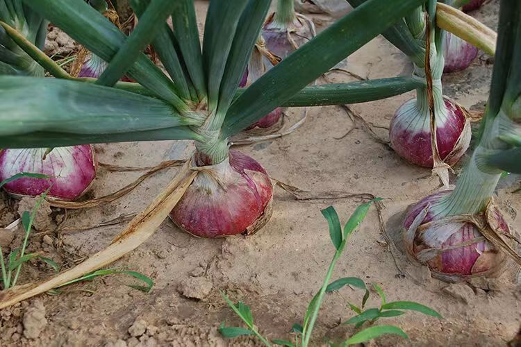 紫皮洋葱苗子洋葱秧苗洋葱种植苗红皮洋葱苗2022新鲜培育抗病高产 紫