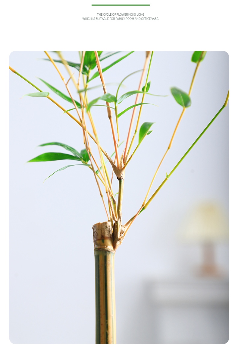 姜芮小琴丝竹玻璃瓶水培植物室内竹子盆栽花卉马醉木水养绿植带根好养