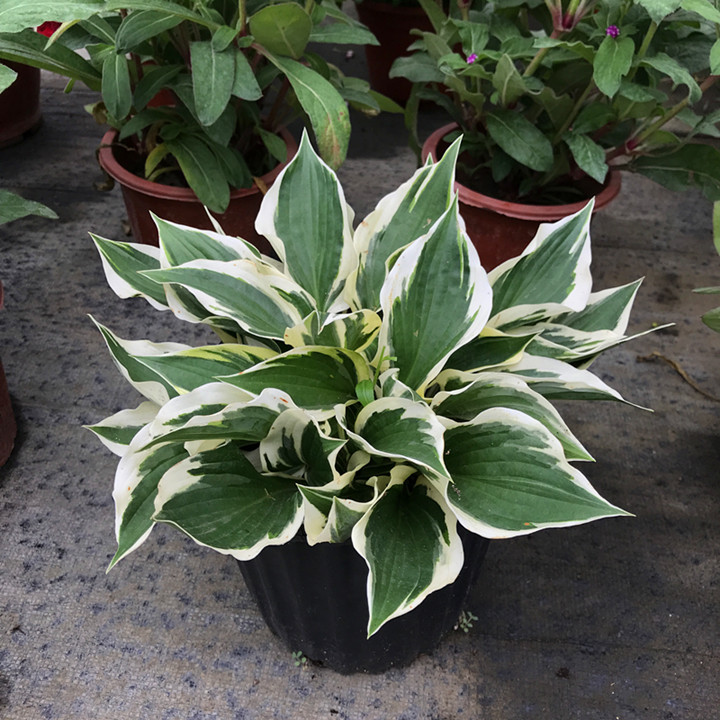 金边玉簪青叶玉簪金边初箱玉簪多年生花卉易养耐阴花卉 细叶金边玉簪1