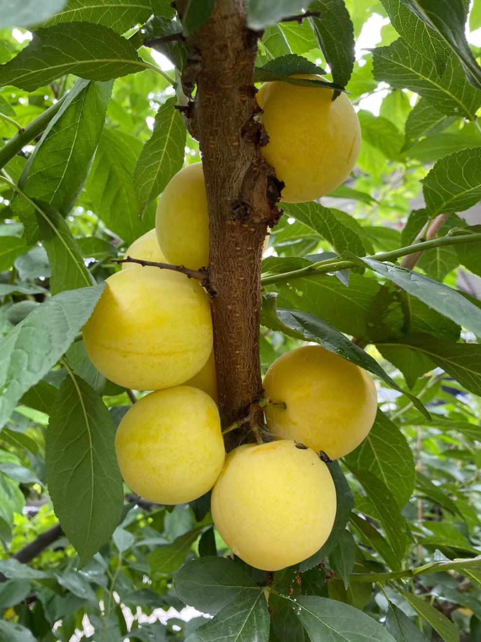 桃花李四川玉皇李当季新鲜孕妇水果黄金奈李蜂糖蜜甜大果李子顺丰空运