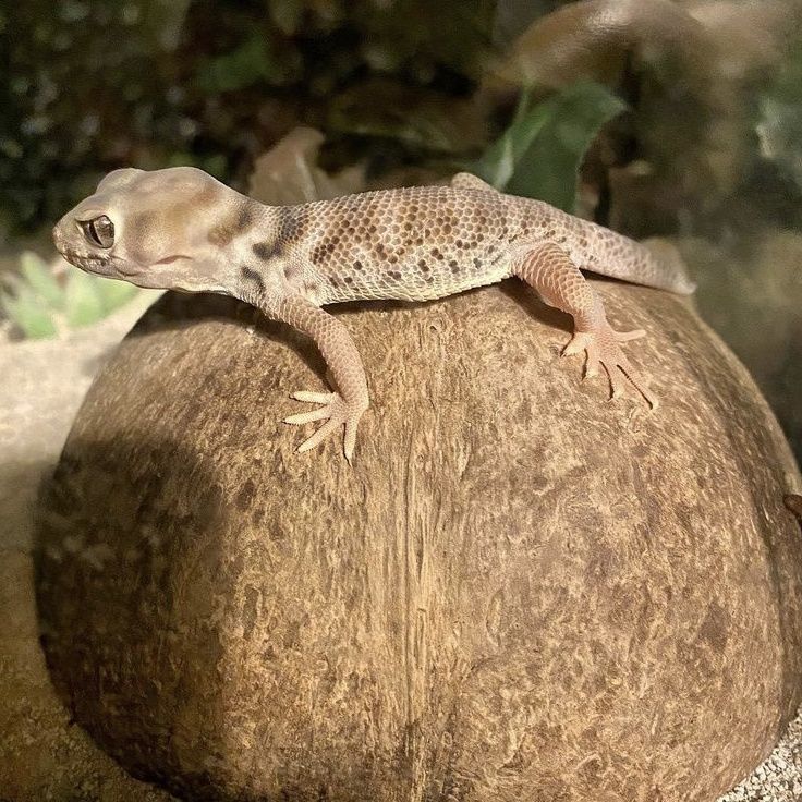 人工繁殖蛙眼守宫蜥蜴新手入门宠物守宫蜥蜴可爱温顺不咬人 守宫