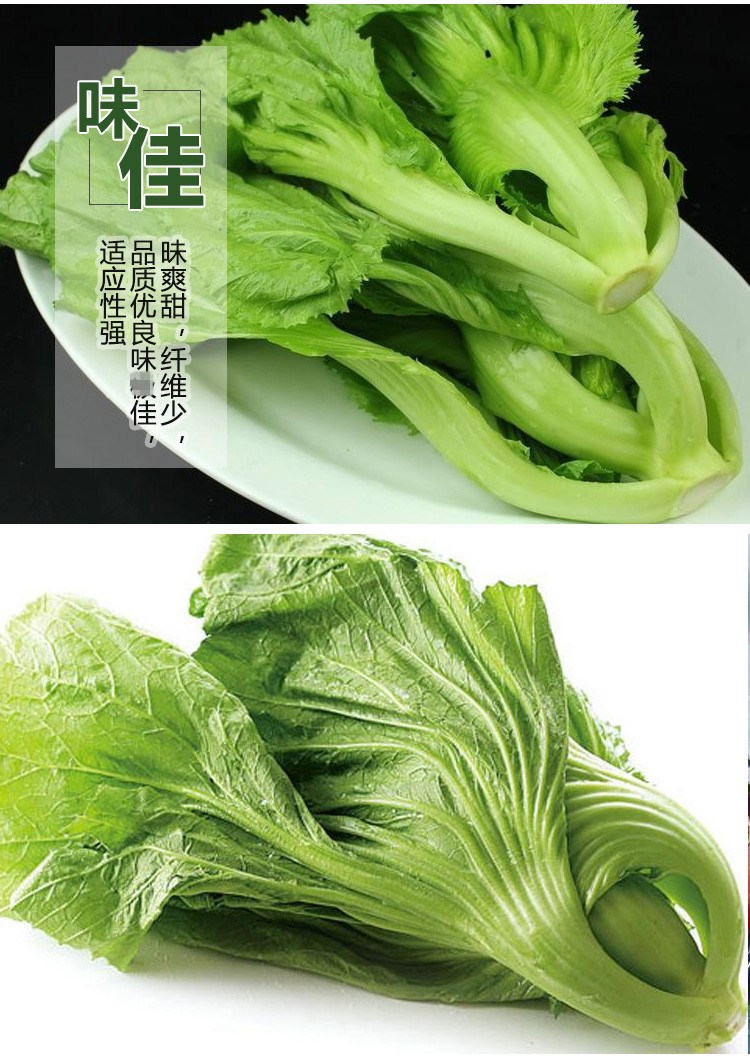 高钙菜种籽水东鸡心甜芥菜种子广东特菜速生包心腌制酸菜春秋10克原装