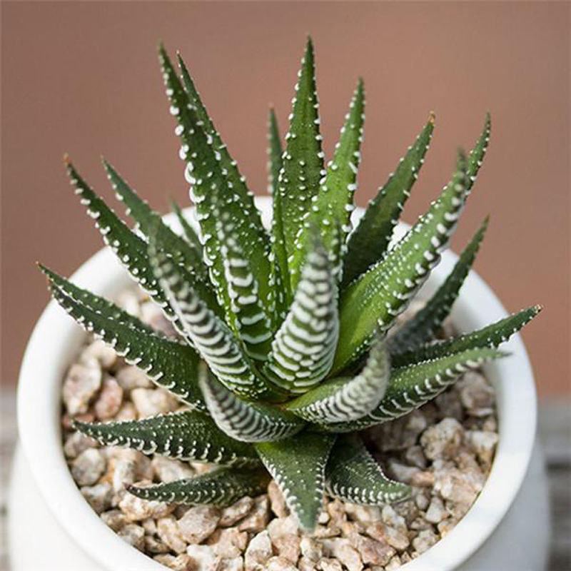 【】条纹十二卷多肉植物芦荟仙人掌办公室内桌面小盆栽 十二卷 光棍树