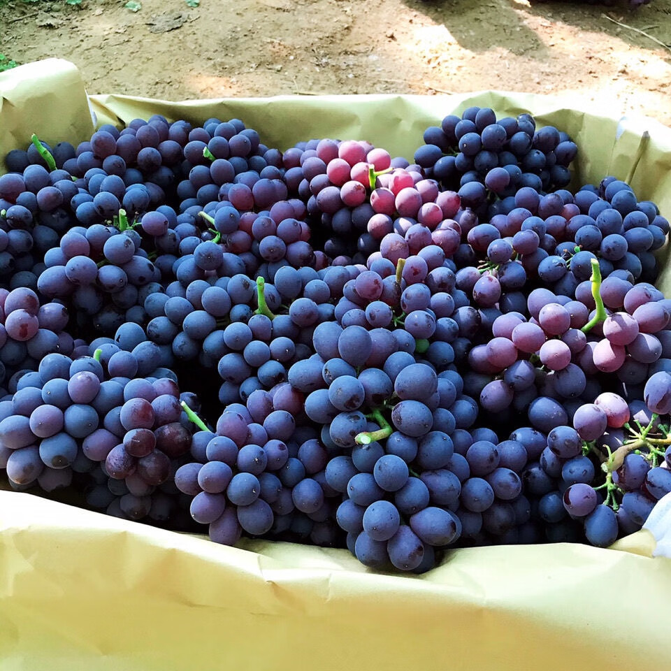 源外 正宗昌黎玫瑰香葡萄现摘葡萄沟特产应季新鲜水果孕妇果顺丰 3斤