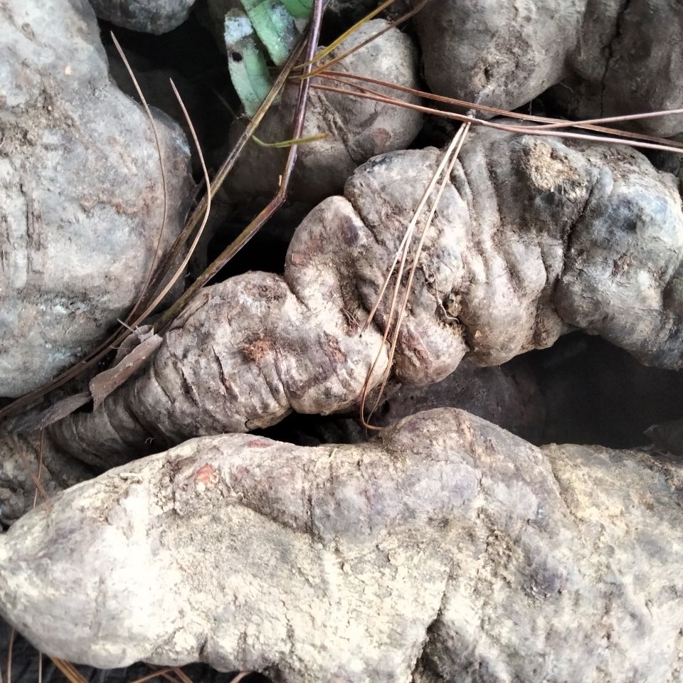 大别山的野生黑首乌新鲜何首乌货千年何首乌生首乌单个1斤以上1000g