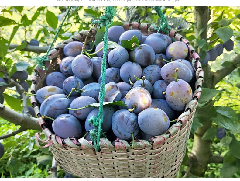 鹿凌青 5斤正宗新疆西梅喀什孕妇水果宝宝新鲜布林李子特大果d 5斤 25