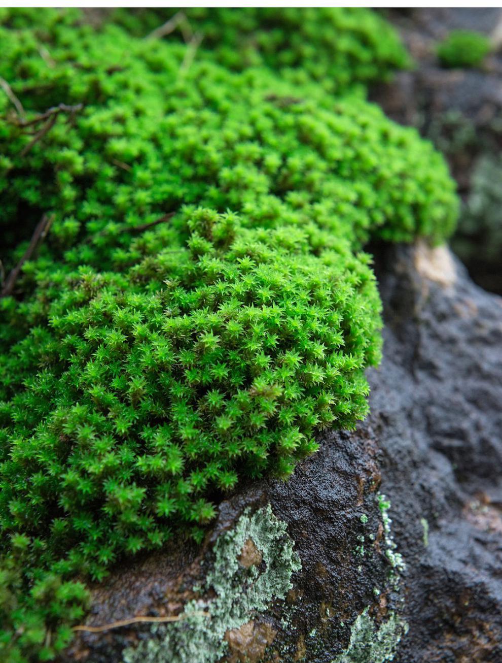 鲜活星星藓苔藓微景观盆栽盆景铺面装饰造景材料生态瓶青苔植物 (星星