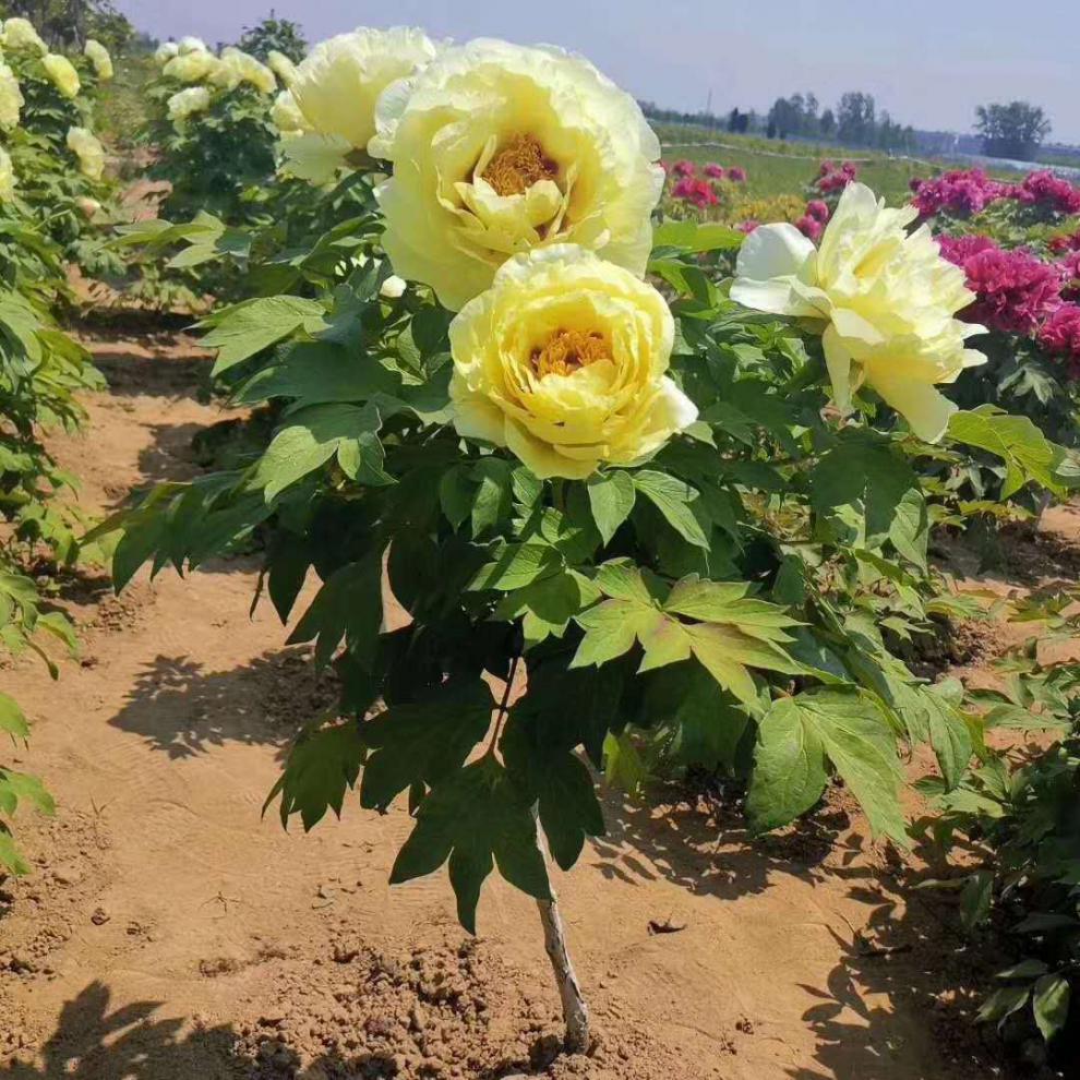 牡丹树大苗独杆花王牡丹树大树菏泽观赏牡丹树花苗百年牡丹对版 皇冠