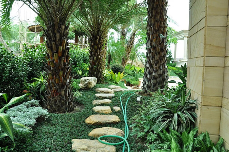 矮麦冬矮麦冬草玉龙草庭院别墅绿地被植物细叶麦冬矮麦冬草苗f1矮麦冬