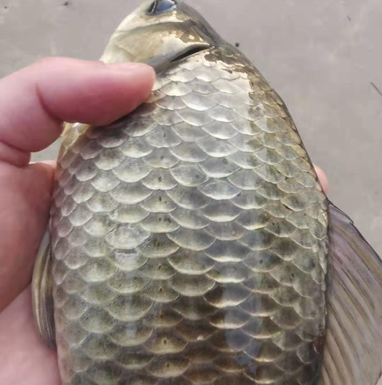 更多参数>>原产地:中国大陆国产/进口:国产海水/淡水:淡水类别:鲫鱼