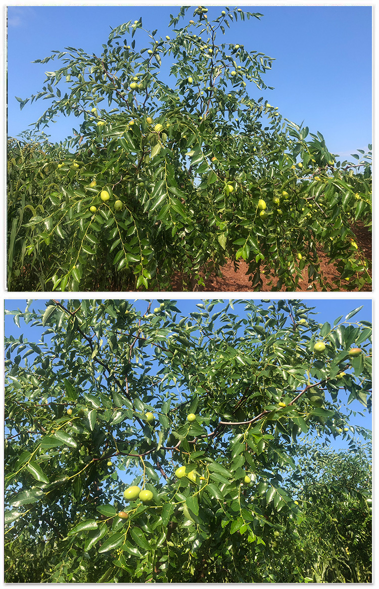 悠妃 朝阳孙家湾大枣 东北脆枣辽宁大枣农产品鲜枣长枣新鲜大枣孕妇