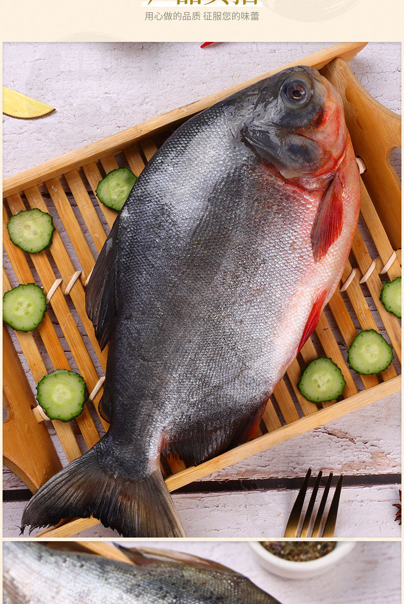 橙臻鲜红鲳鱼大新鲜鲜活鱼平鱼大红昌鱼金鲳鱼鲜活冷