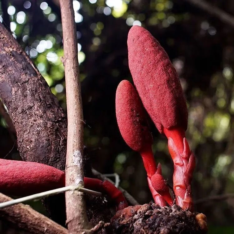 北京同仁堂原料纯野生云南回春草中药材不老草男性泡酒煲汤温肾起阳草