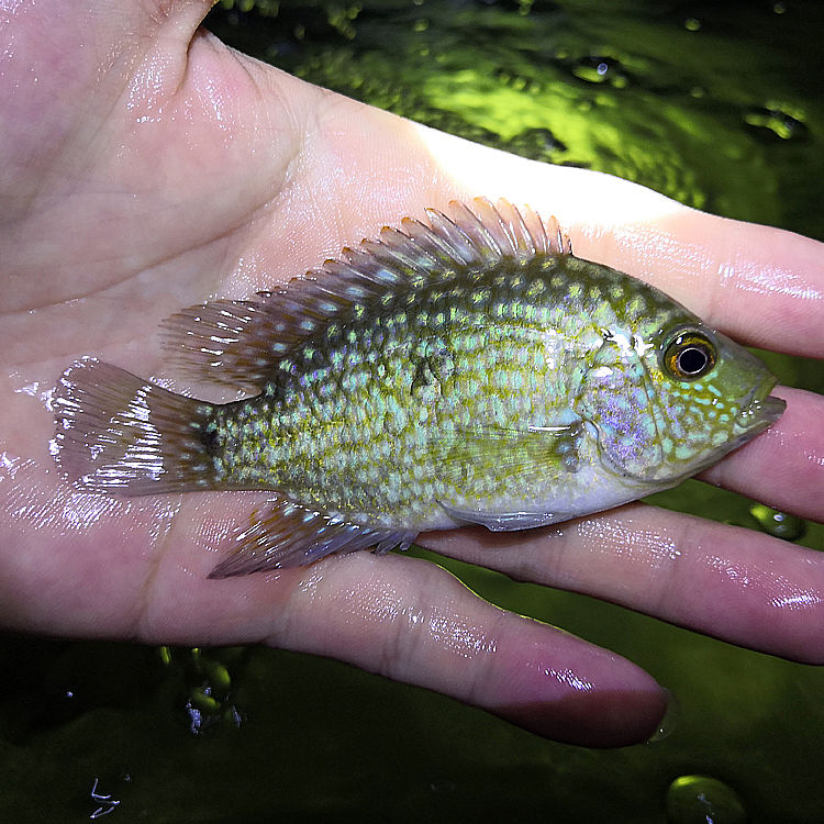 萌小鼠德州豹滿天星綠巨人混養大型熱帶魚觀賞魚魚苗淡水魚活體寵物