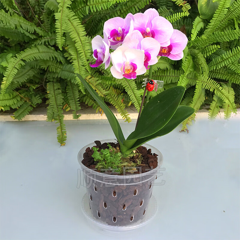 新款蝴蝶兰专用花盆透明白塑料带侧孔树脂育苗杯石斛绿植透气养根