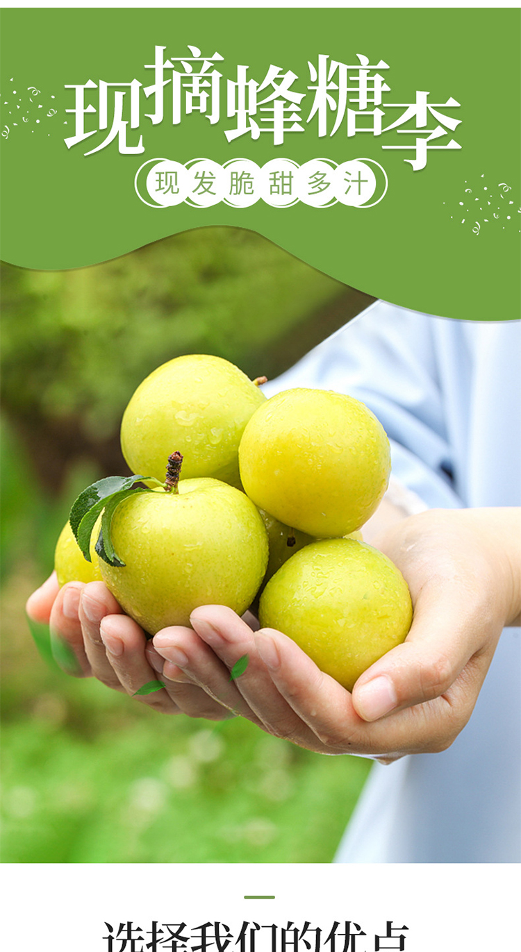 顺丰速运 四川玉皇李黄金奈李桃花李 新鲜水果冰糖李子纯甜无酸汉源
