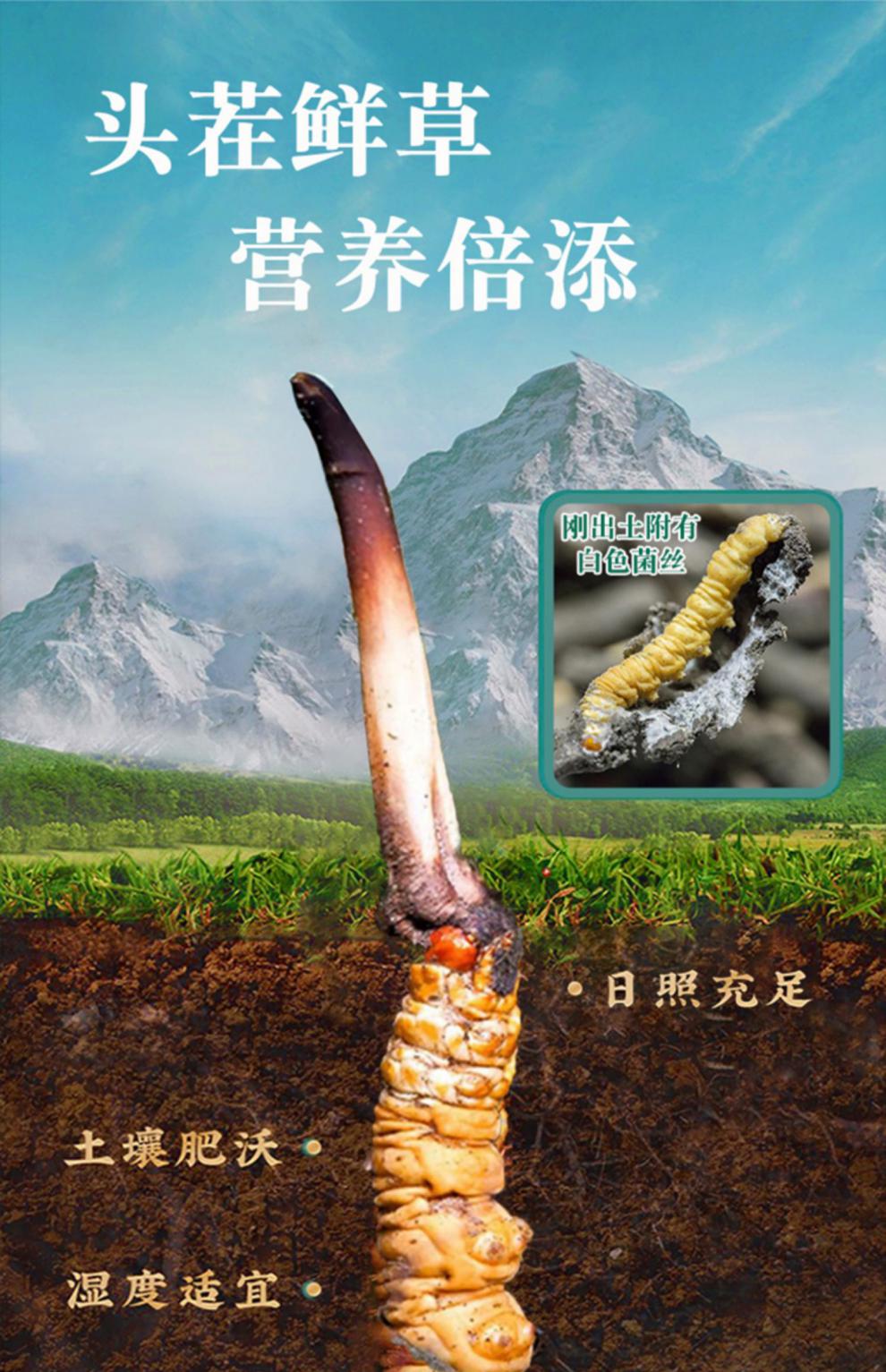 轻恋【顺丰航空-多地隔日达】2022年西藏那曲头期新鲜冬虫夏草现挖鲜