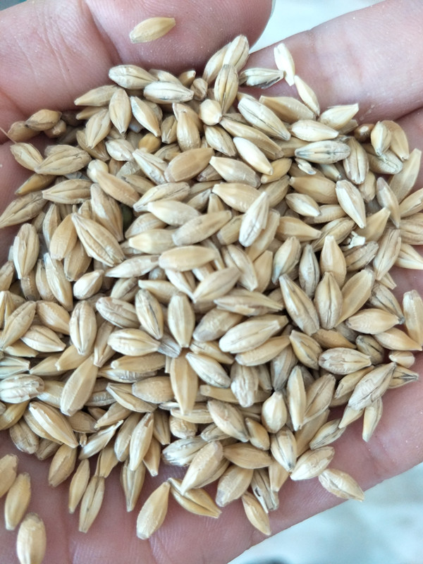 散装甜荞麦苦荞麦种子红高粱大麦小麦黑小麦燕麦薏米青稞种子谷子种子