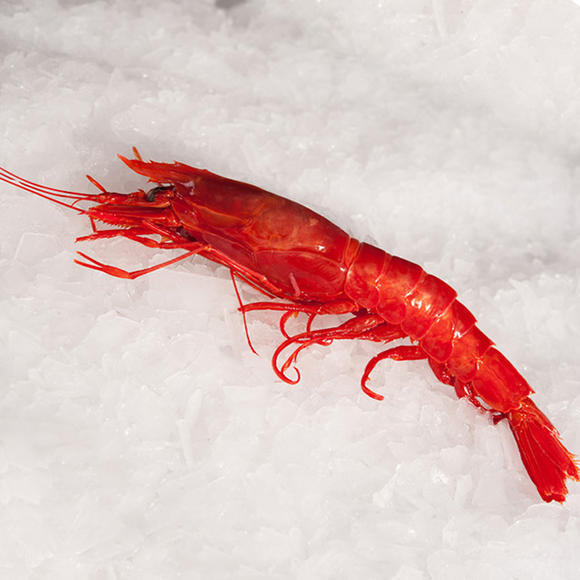 红魔虾生吃刺身新鲜生呛即食胭脂虾鲜活速冻国产海鲜红魔海虾特大 1斤