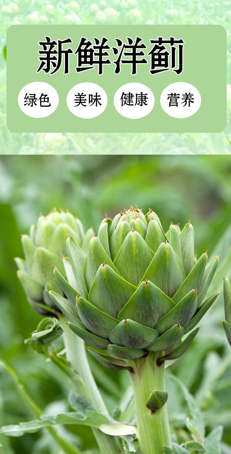 新鲜洋蓟蔬菜现摘现发法国百合绿朝鲜蓟老人孕妇蔬菜批发1斤 新鲜洋蓟
