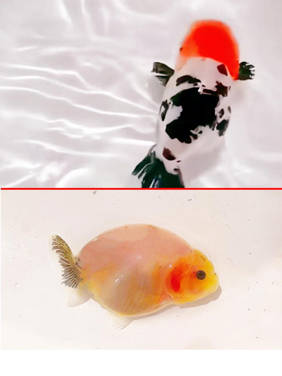 观赏鱼重墨奶牛三色奶花鱼苗新手冷水好养 8-10cm娃娃脸 玉兔寿【图片