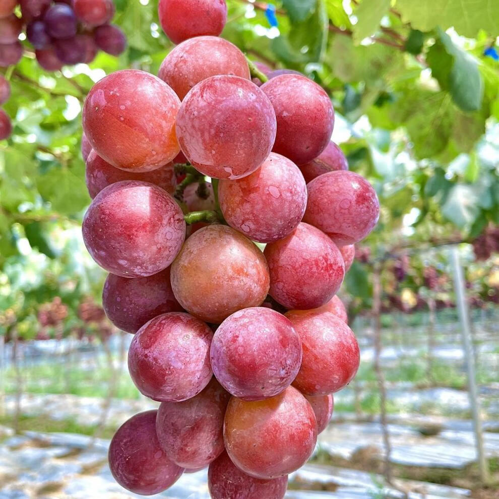 达令河谷新鲜水果云南建水妮娜皇后葡萄当季水果500g