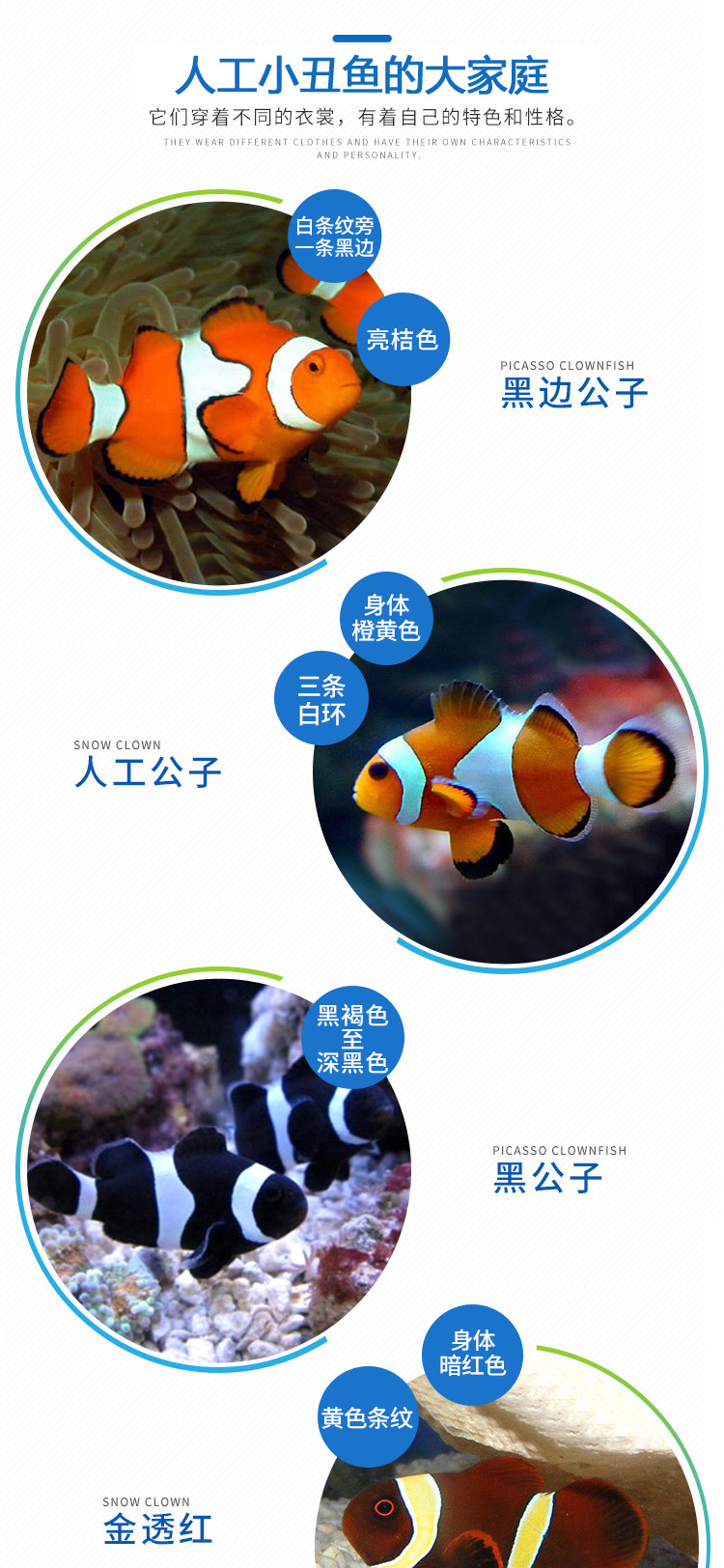 小丑鱼活体鱼 人工小丑尼莫公子小丑 活体海水鱼 宠物观赏鱼 快递包活