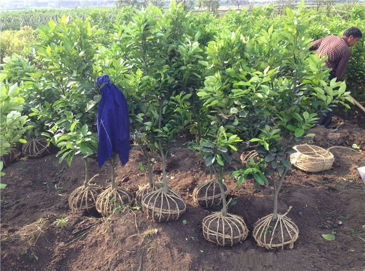 一名花匠桔子苗 橘子苗 桔子树苗果树苗砂糖橘 蜜橘 冰糖橘 盆栽地栽