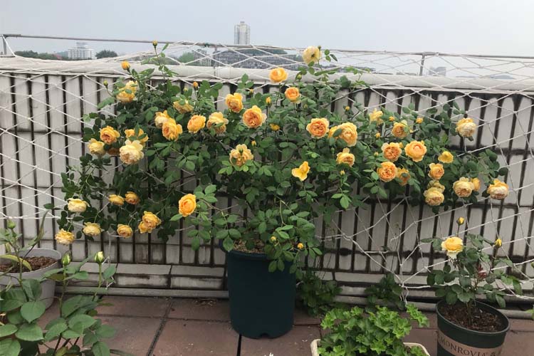 畷园爬藤月季花苗奥斯汀浓香大花爬藤玫瑰黄金庆典阳台庭院四季蔷薇花