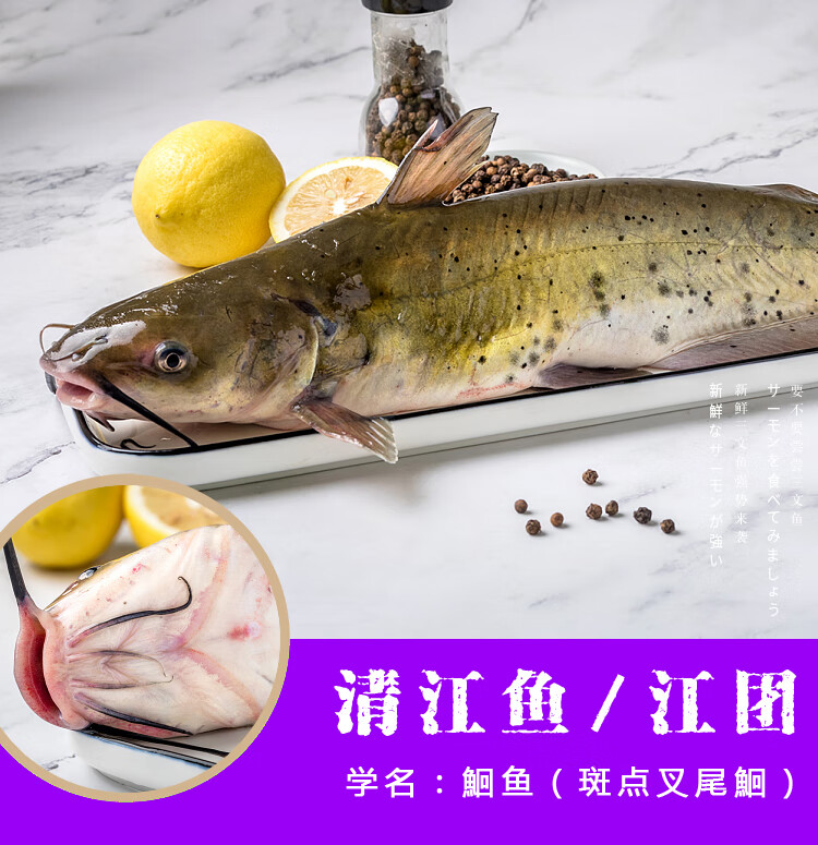 鲜活江团两条三斤新鲜现杀鮰鱼肥鱼烤鱼石锅鱼纸包鱼酸菜鱼超大鱼单条